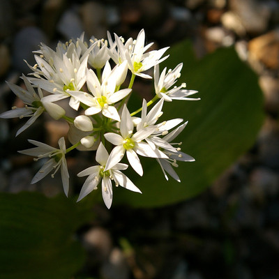 Kräuter