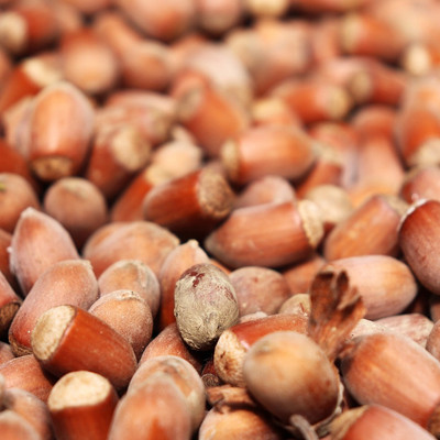 Haselnüsse